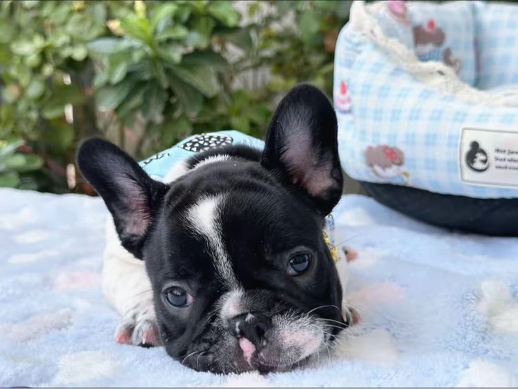 เฟรนบลูด็อก ชาย ลายวัว รูปที่ 9