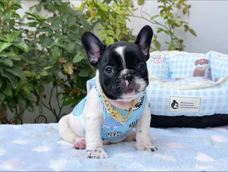 เฟรนบลูด็อก ชาย ลายวัว