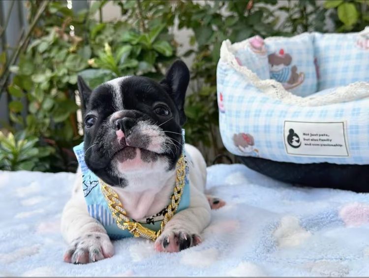 เฟรนบลูด็อก ชาย ลายวัว รูปที่ 6