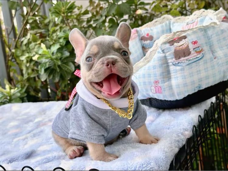 เฟรนบลูด็อก ชาย ไลแลคบลูแทน แครี่ครีมนิวเฉด