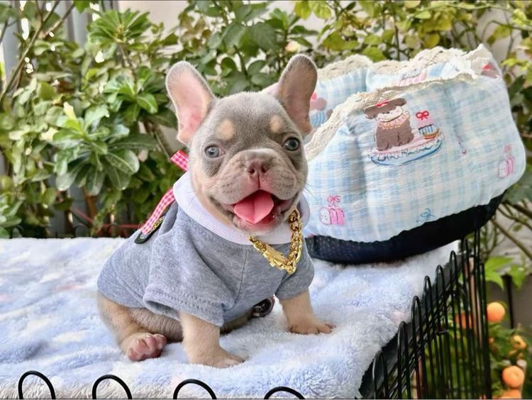 เฟรนบลูด็อก ชาย ไลแลคบลูแทน แครี่ครีมนิวเฉด รูปที่ 10