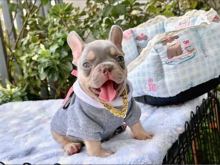 เฟรนบลูด็อก ชาย ไลแลคบลูแทน แครี่ครีมนิวเฉด รูปที่ 17