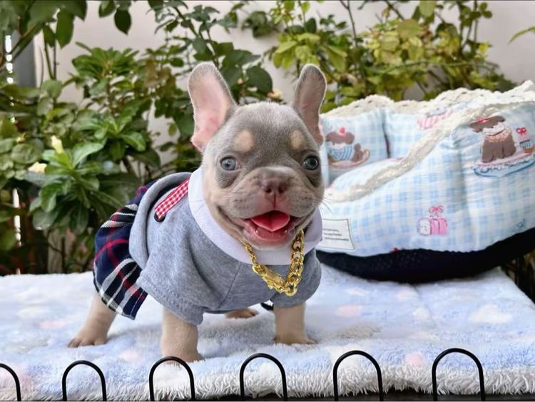 เฟรนบลูด็อก ชาย ไลแลคบลูแทน แครี่ครีมนิวเฉด รูปที่ 7