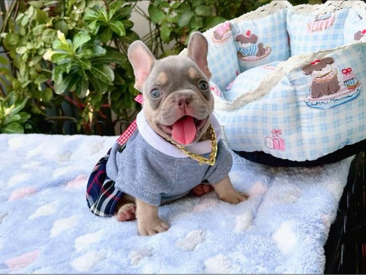 เฟรนบลูด็อก ชาย ไลแลคบลูแทน แครี่ครีมนิวเฉด รูปที่ 5