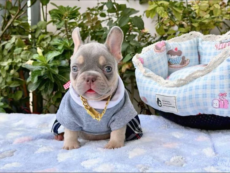 เฟรนบลูด็อก ชาย ไลแลคบลูแทน แครี่ครีมนิวเฉด รูปที่ 3