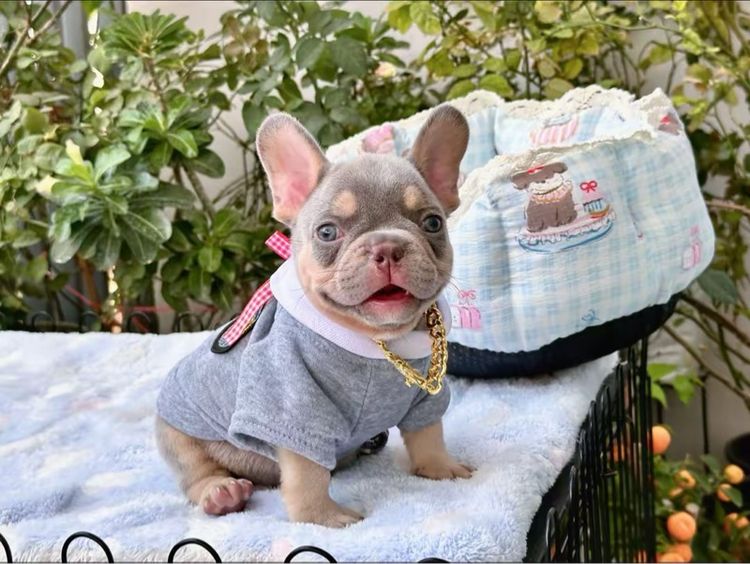 เฟรนบลูด็อก ชาย ไลแลคบลูแทน แครี่ครีมนิวเฉด รูปที่ 11