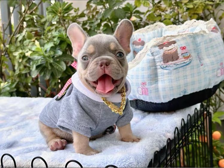 เฟรนบลูด็อก ชาย ไลแลคบลูแทน แครี่ครีมนิวเฉด รูปที่ 13