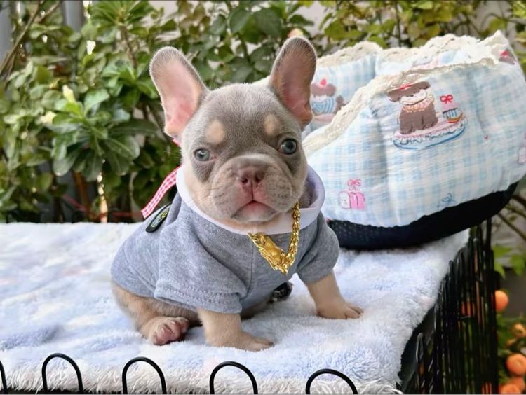 เฟรนบลูด็อก ชาย ไลแลคบลูแทน แครี่ครีมนิวเฉด รูปที่ 15