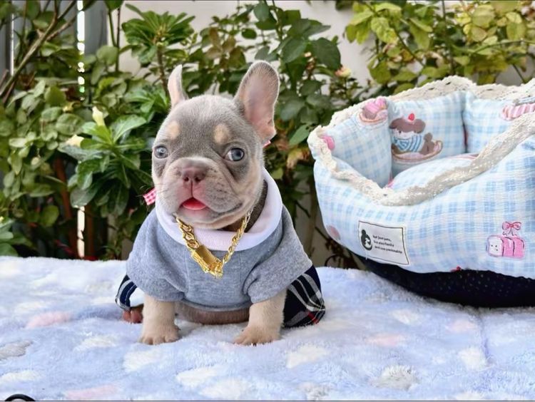 เฟรนบลูด็อก ชาย ไลแลคบลูแทน แครี่ครีมนิวเฉด รูปที่ 2