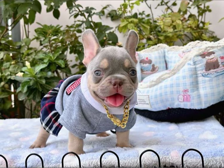 เฟรนบลูด็อก ชาย ไลแลคบลูแทน แครี่ครีมนิวเฉด รูปที่ 8