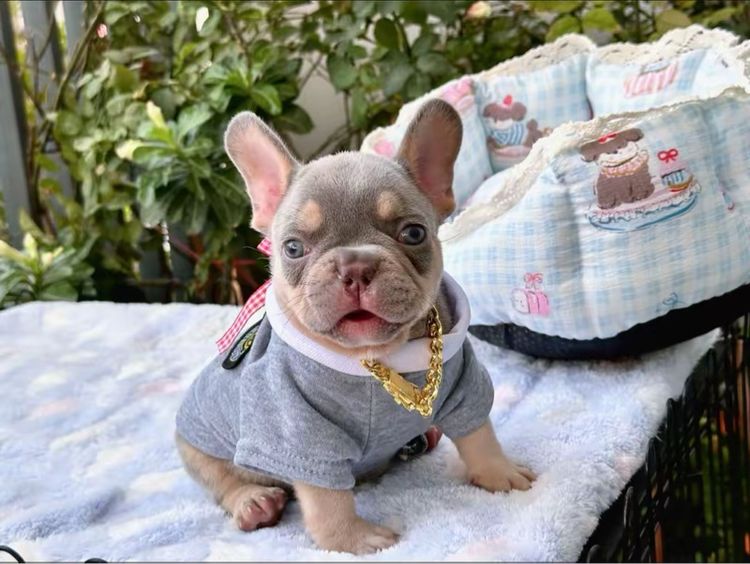 เฟรนบลูด็อก ชาย ไลแลคบลูแทน แครี่ครีมนิวเฉด รูปที่ 18