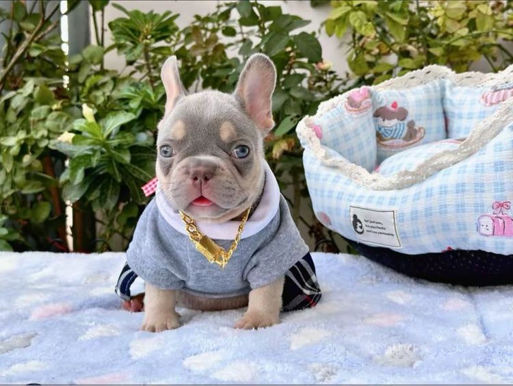 เฟรนบลูด็อก ชาย ไลแลคบลูแทน แครี่ครีมนิวเฉด รูปที่ 4