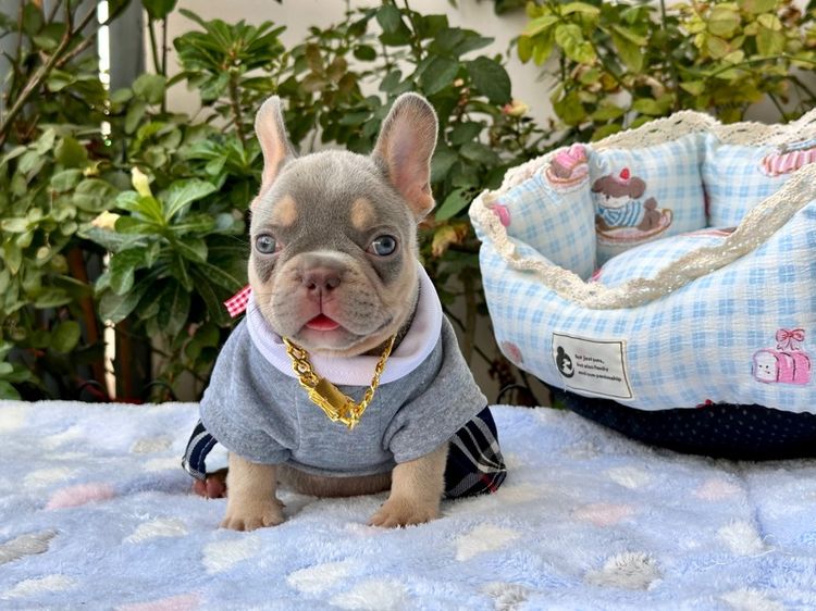 เฟรนบลูด็อก ชาย ไลแลคบลูแทน แครี่ครีมนิวเฉด รูปที่ 6