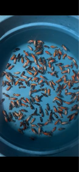 ปลาทองสิง รูปที่ 2