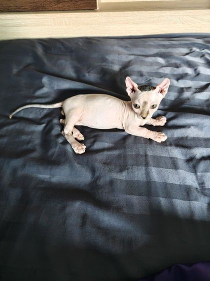 ดช.สฟิงซ์ขาสั้น  รูปที่ 6