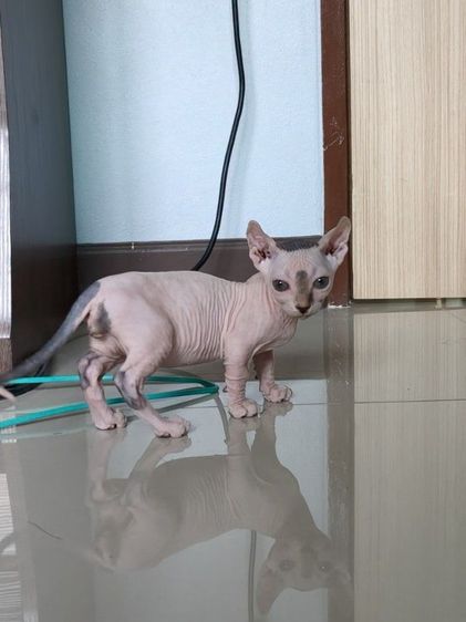 ดช.สฟิงซ์ขาสั้น  รูปที่ 5