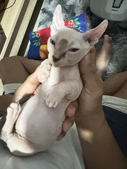 ดช.สฟิงซ์ขาสั้น  รูปที่ 8