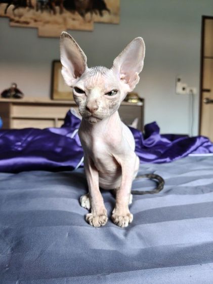 ดช.แคนาเดียนสฟิงซ์ รูปที่ 4