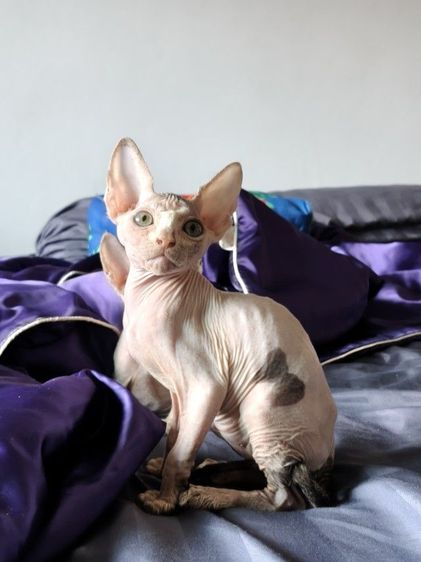 ดช.แคนาเดียนสฟิงซ์ รูปที่ 5