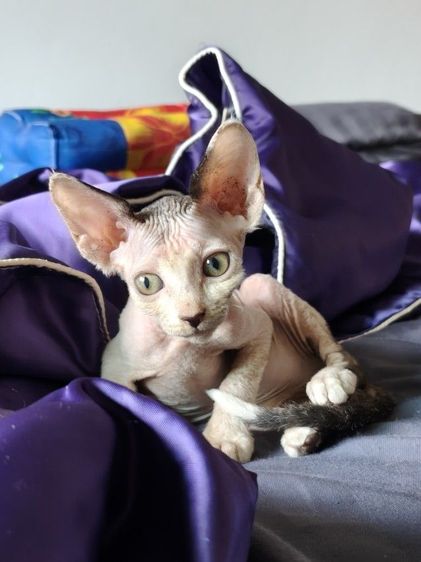 ดญ.แคนาเดียนสฟิงซ์  รูปที่ 6