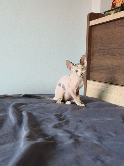 ดญ.แคนาเดียนสฟิงซ์  รูปที่ 5