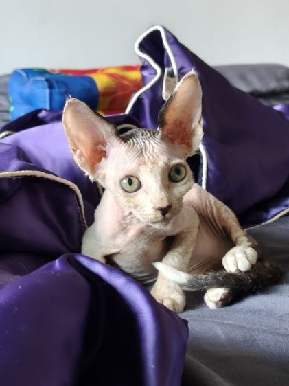 ดญ.แคนาเดียนสฟิงซ์  รูปที่ 9