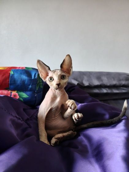 ดญ.แคนาเดียนสฟิงซ์  รูปที่ 2