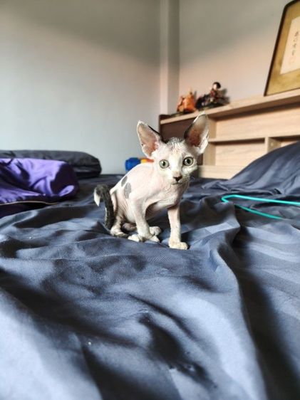 ดญ.แคนาเดียนสฟิงซ์  รูปที่ 7