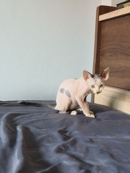 ดญ.แคนาเดียนสฟิงซ์  รูปที่ 3