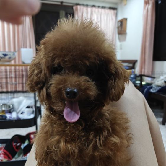 deep red tcup x tini male poodle teddy face รูปที่ 3