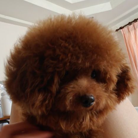 deep red tcup x tini male poodle teddy face
