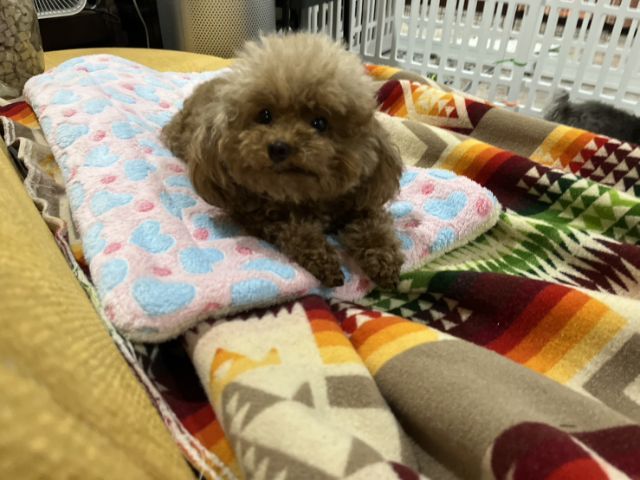 deep red tcup x tini male poodle teddy face รูปที่ 5