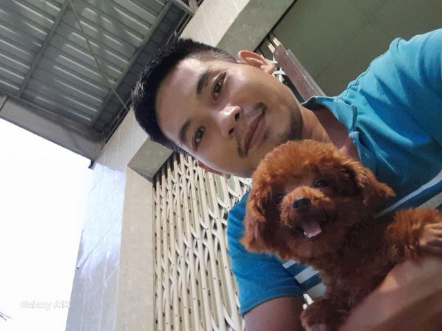 deep red tcup x tini male poodle teddy face รูปที่ 2