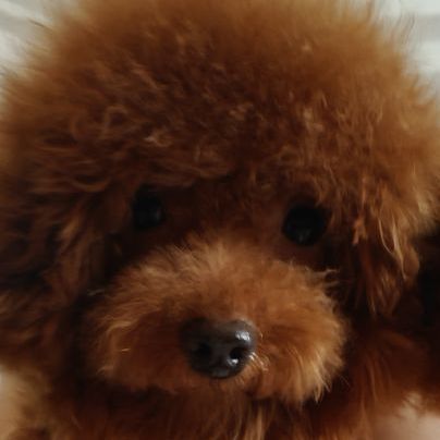 deep red tcup x tini male poodle teddy face รูปที่ 4