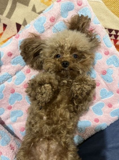 deep red tcup x tini male poodle teddy face รูปที่ 6