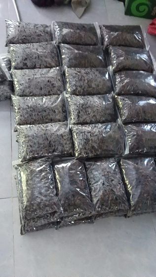 จิ้งหรีดต้มสุก รูปที่ 4