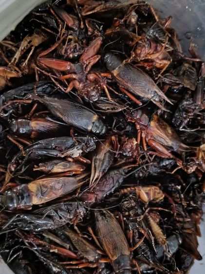 อื่นๆ จิ้งหรีดต้มสุก