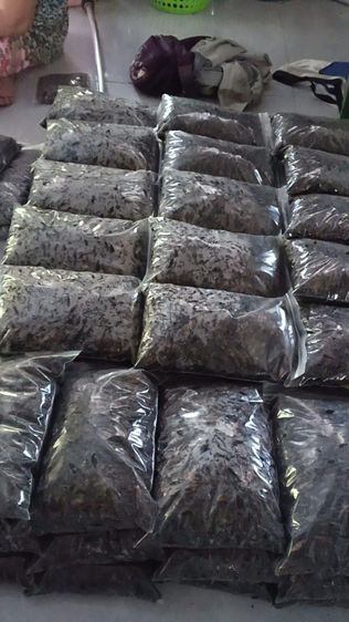 จิ้งหรีดต้มสุก รูปที่ 5