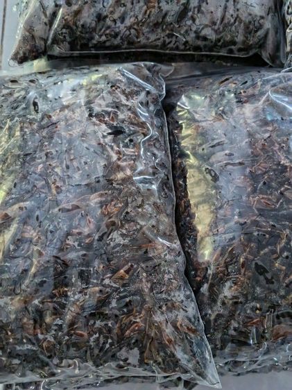 จิ้งหรีดต้มสุก รูปที่ 3