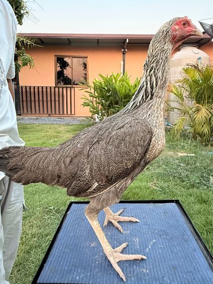 แม่พันธุ์ไก่ชน รูปที่ 7