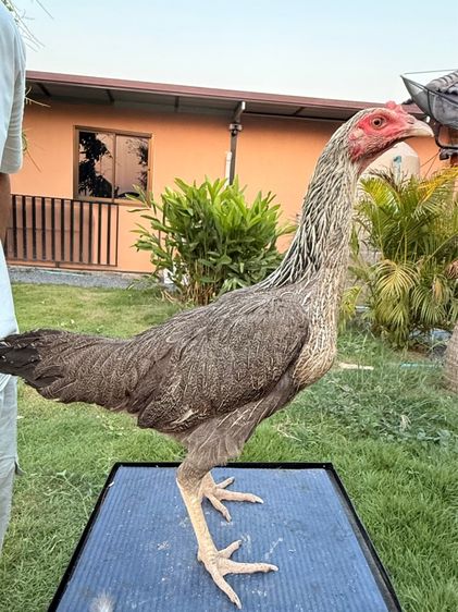 แม่พันธุ์ไก่ชน รูปที่ 2