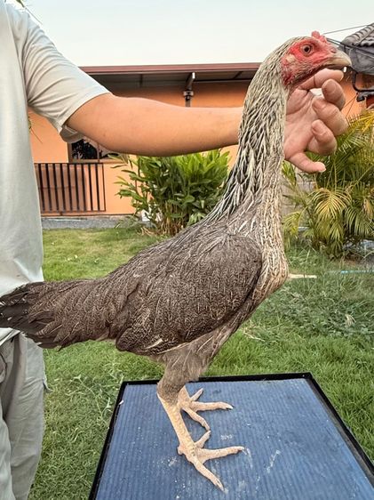 แม่พันธุ์ไก่ชน รูปที่ 4