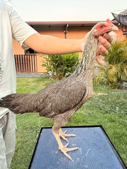 แม่พันธุ์ไก่ชน รูปที่ 5