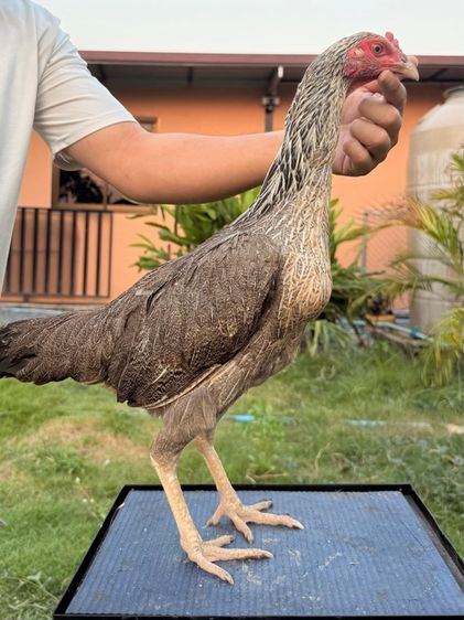 แม่พันธุ์ไก่ชน รูปที่ 8