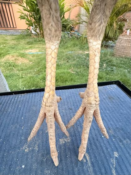 แม่พันธุ์ไก่ชน รูปที่ 3