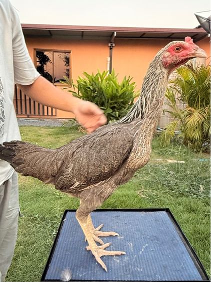 แม่พันธุ์ไก่ชน รูปที่ 6