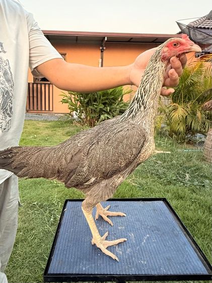 แม่พันธุ์ไก่ชน รูปที่ 10