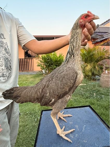 แม่พันธุ์ไก่ชน รูปที่ 11