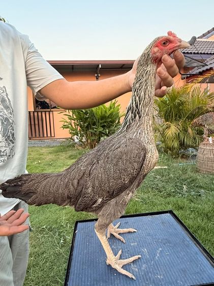 แม่พันธุ์ไก่ชน