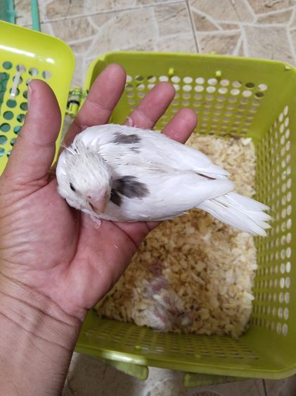 ลูกป้อนค็อกตาเทล รูปที่ 3